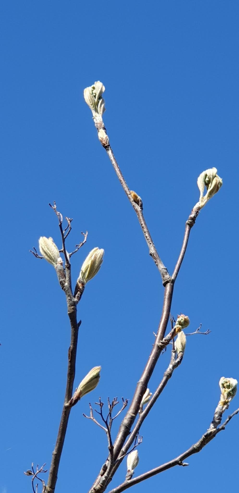 Takken met uitlopende knoppen tegen een blauwe lucht
